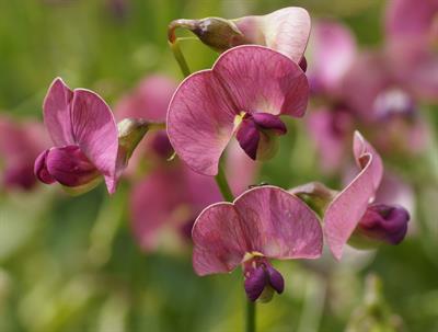 Lathyrus latifolius